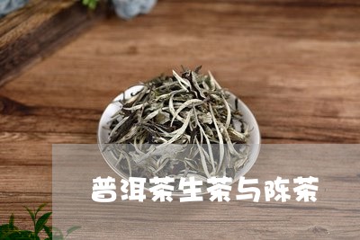 普洱茶生茶与陈茶/2023112671815