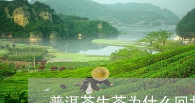 普洱茶生茶为什么回甘是苦的/2023121749402