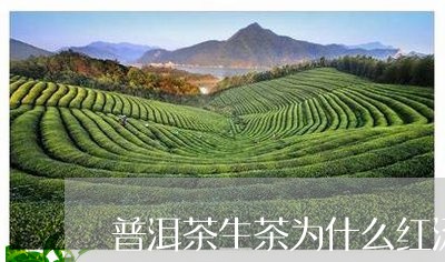 普洱茶生茶为什么红汤少/2023121728281