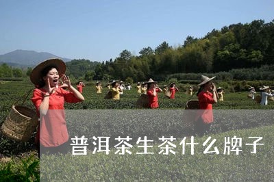 普洱茶生茶什么牌子/2023070938170