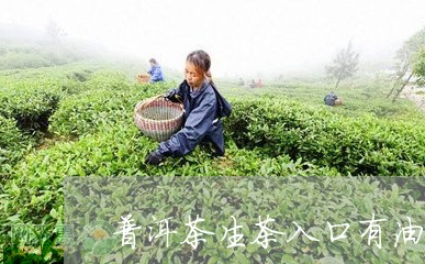 普洱茶生茶入口有油感是好茶吗/2023053019461