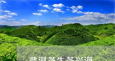 普洱茶生茶兴海/2023102635948