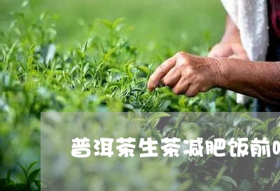 普洱茶生茶减肥饭前喝/2023080335140