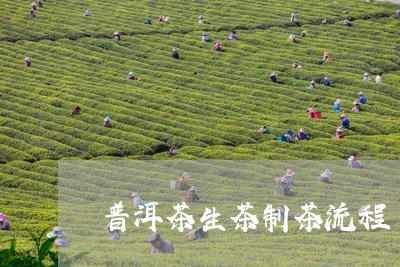 普洱茶生茶制茶流程/2023091439471