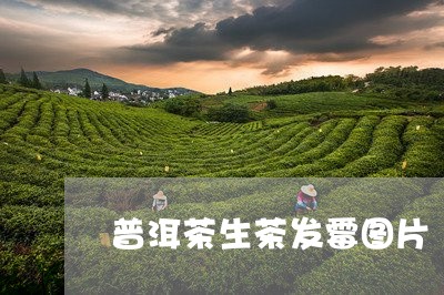 普洱茶生茶发霉图片/2023091476583