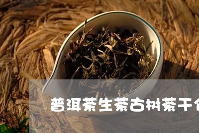 普洱茶生茶古树茶干仓/2023100711738