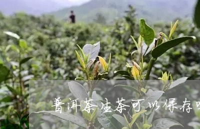 普洱茶生茶可以保存吗/2023100828371