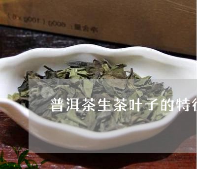 普洱茶生茶叶子的特征/2023072429495