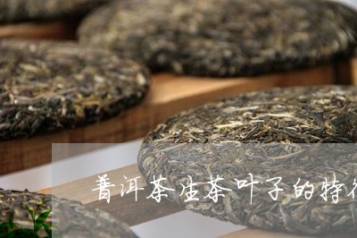 普洱茶生茶叶子的特征有哪些/2023082806169