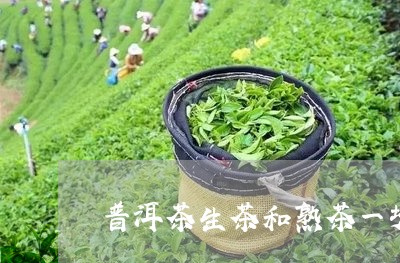 普洱茶生茶和熟茶一块/2023062259484