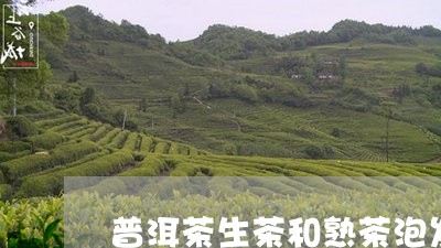 普洱茶生茶和熟茶泡发/2023080391816