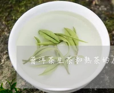 普洱茶生茶和熟茶的历史/2023110704081