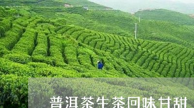 普洱茶生茶回味甘甜/2023091471862