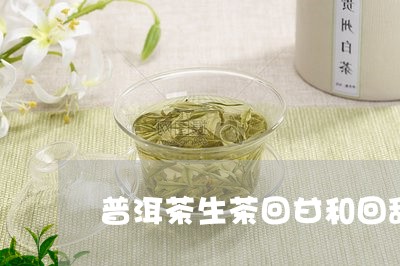 普洱茶生茶回甘和回甜/2023120630694