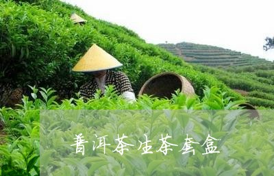 普洱茶生茶套盒/2023102643027