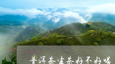 普洱茶生茶好不好喝/2023091597484