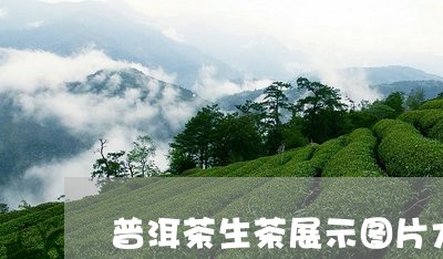 普洱茶生茶展示图片大全/2023121736281