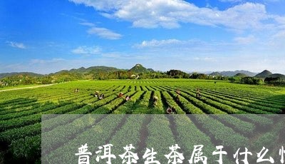 普洱茶生茶属于什么性/2023080262038