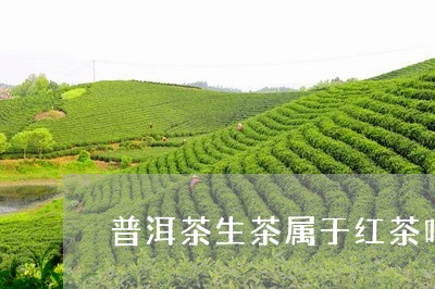 普洱茶生茶属于红茶吗/2023100813957