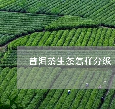 普洱茶生茶怎样分级/2023070900483