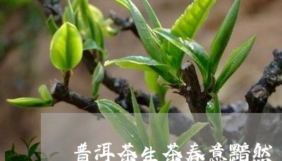 普洱茶生茶春意黯然/2023120592694