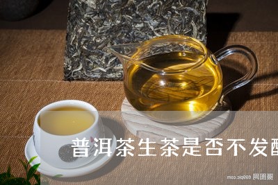 普洱茶生茶是否不发酵/2023120663745