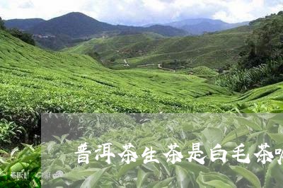 普洱茶生茶是白毛茶嘛/2023112406592