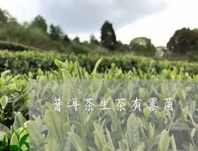 普洱茶生茶有霉菌/2023120452836