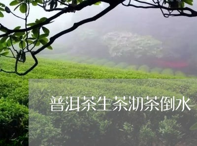 普洱茶生茶沏茶倒水/2023070937268