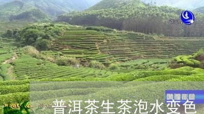 普洱茶生茶泡水变色/2023091406459