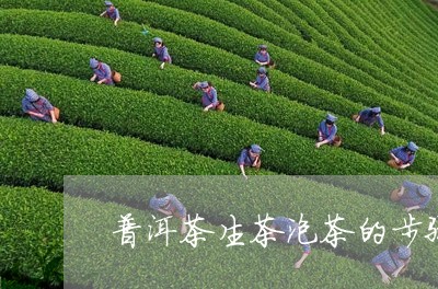 普洱茶生茶泡茶的步骤/2023100802816