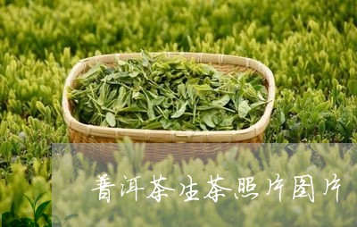 普洱茶生茶照片图片/2023120570483