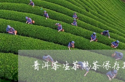 普洱茶生茶熟茶保存期/2023080379414