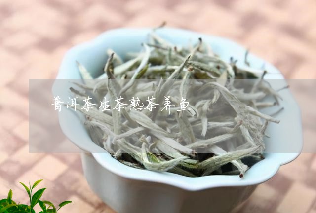 普洱茶生茶熟茶养鱼/2023091593079