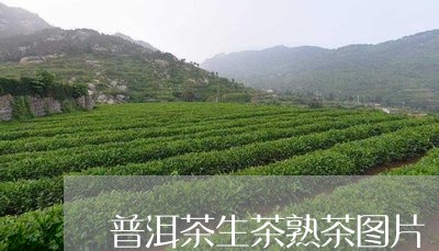 普洱茶生茶熟茶图片/2023091436260