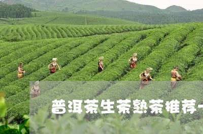 普洱茶生茶熟茶推荐一下/2023082760684