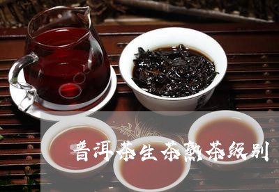 普洱茶生茶熟茶级别/2023070991594