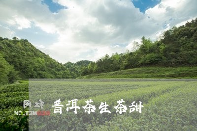 普洱茶生茶甜/2023042828891