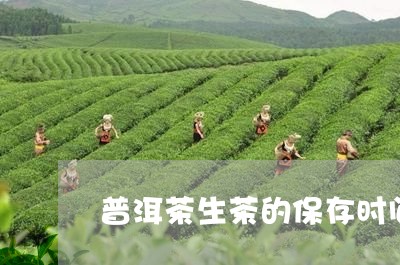 普洱茶生茶的保存时间/2023080320793