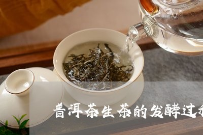 普洱茶生茶的发酵过程/2023080325127