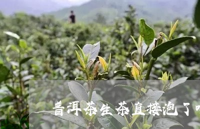 普洱茶生茶直接泡了喝/2023083083824