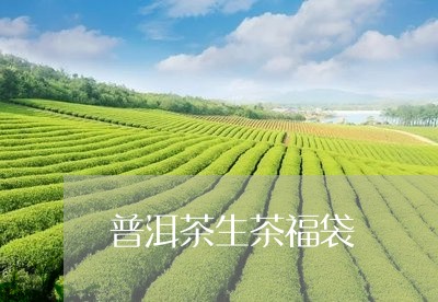 普洱茶生茶福袋/2023120398362