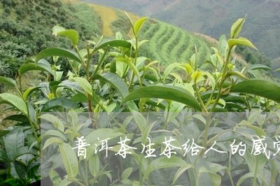 普洱茶生茶给人的感觉/2023100725161