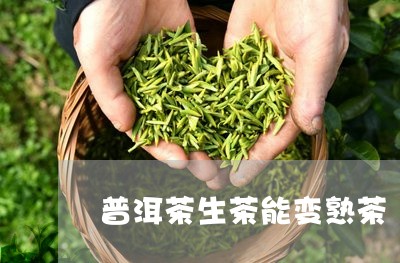 普洱茶生茶能变熟茶/2023091439394