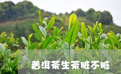 普洱茶生茶脏不脏/2023083037573