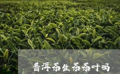 普洱茶生茶茶叶吗/2023070901714