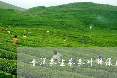 普洱茶生茶茶叶饼保质期/2023110124936