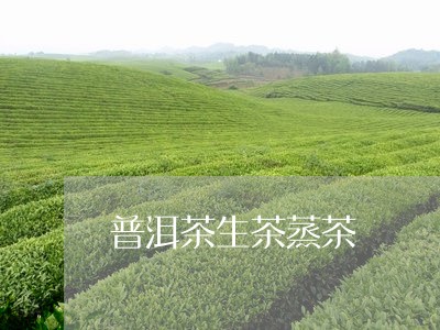 普洱茶生茶蒸茶/2023102671573