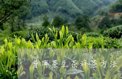 普洱茶生茶评茶方法/2023120457262