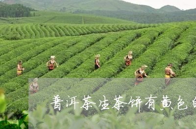 普洱茶生茶饼有黄色的/2023073001704